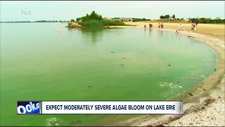 More rain means more algae in Lake Erie later this summer