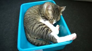 Kitten Plays in a Basin