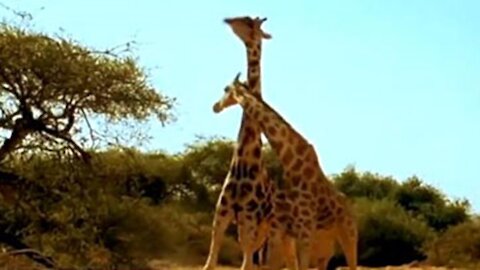 Giraffes fight over female as if they were dancing tango