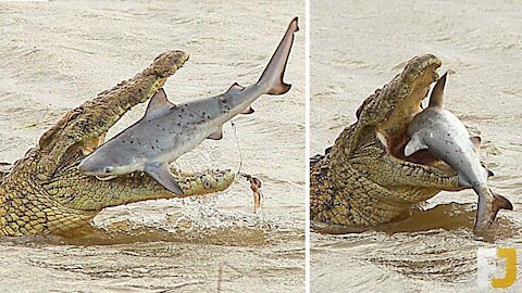 20 Sea Animals Who Messed With The Wrong Opponent,