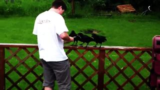 Rescued Baby Crows Return Each Spring To Greet Their Saviors