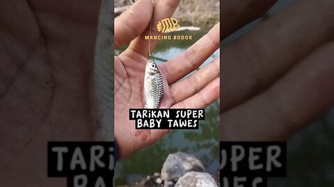 SUPER MBEROT!! Sensasi tarikan ikan ini di alam liar joran sampai melengkung tajam #mancing #wader