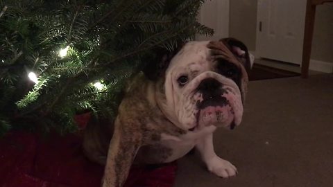 Bulldog doesn't want Christmas to end