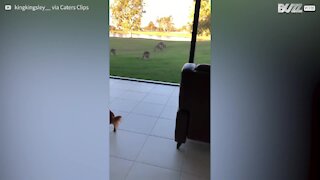 Cachorrinho se surpreende com visita de cangurus no seu quintal