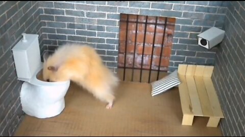 Hamster Maze Escape Episode 1