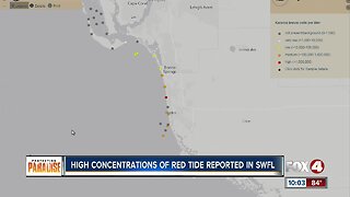 High concentrations of red tide reported in SWFL