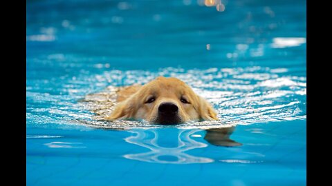 Helping a drowned dog in a pool