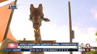 Naples Zoo celebrates World Giraffe Day - 7:30am live report