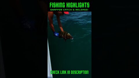 Snapper Catch & Release! #Shorts #BassFishing, #DeepSeaFishing, #SaltWaterFishing #Fish #Fishing
