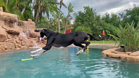 Great Dane Learns To Count Down Her Jump Into The Pool