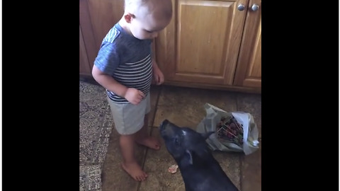 Sneaky Mini Pig Steals Little Boy's Candy