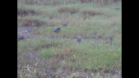 A group of Purple Swamphen
