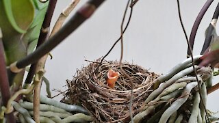 Baby birds are looking for their mama