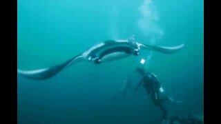 Mergulhador tem incrível encontro com manta gigante