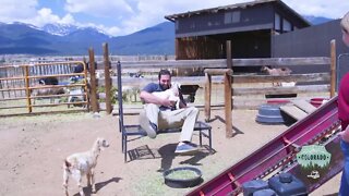 Discover Colorado: Play with baby goats and eat craft cheese at Jumpin' Good Goat Dairy