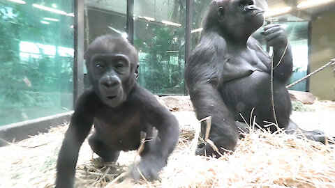 Gorilla mom repeatedly pulls on her baby's leg