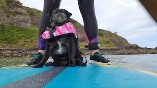 Adventurous pug loves to paddleboard
