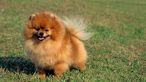 pomeranian boy getting ready for show