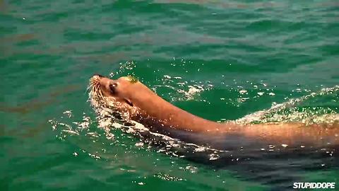 Exploring marine life in Cabo San Lucas, Mexico