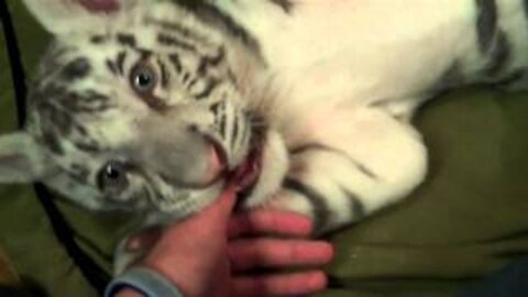 Playing with 2 Baby Siberian Tigers!