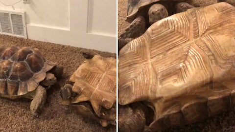 Tipped Tortoise Gets Some Help From His Brother