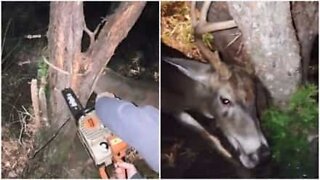 Mann bruker motorsag for å frigjøre hjort som sitter fast i et tre
