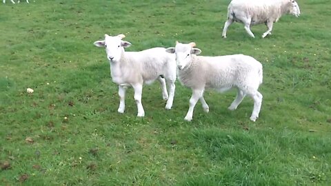 Wiltshire Short Horn ewes and lambs in the field.