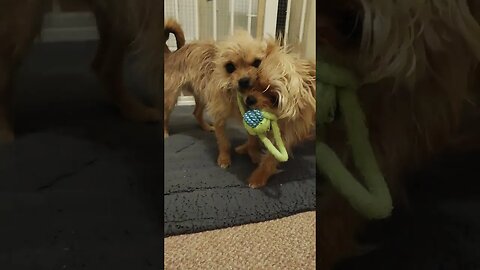 The Longest Dog Tug of War?