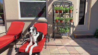 Great Dane Relaxes Beside Baker's Rack Cat Nip Herb Garden