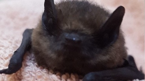 Baby bat heroically rescued from attic