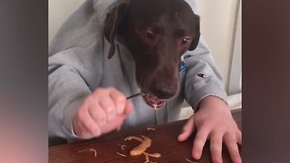 Dogs Vs. Peanut Butter