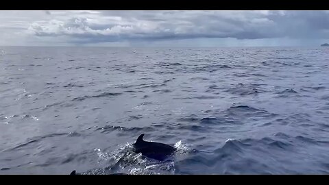 Magical Encounter with Dolphins and Whales in the Azores Islands! #viralvideo #adventure 🐬🐳