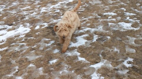 Lucy's First Time at the Dog Park