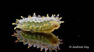 Not a Jelly Baby but a Jewel Caterpillar from Ecuador