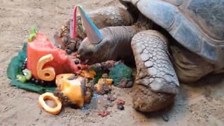 Tortoise celebrates 60th birthday with tasty fruit cake