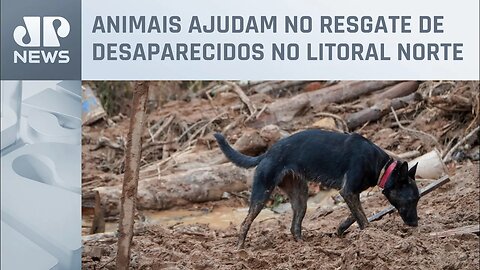 Conheça o trabalho dos cães farejadores na busca pelas vítimas do litoral norte de SP