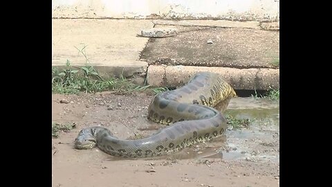 Giant Snake Stuck Beside On Road