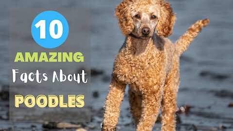 10 Amazing Facts About Poodles -