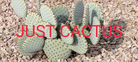 Just Cactus