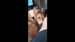 Corgi so sleepy