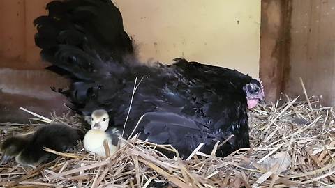 Compassionate hen helps raise ducklings