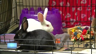 Oshkosh Area Humane Society's "Smallville" event