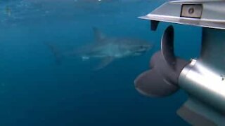 Un grand requin blanc attaque un bateau de pêcheurs en Australie