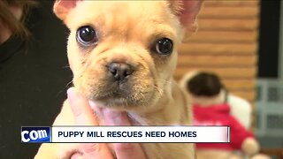 Dozens of dogs need homes after Buffalo group helps with puppy mill rescue