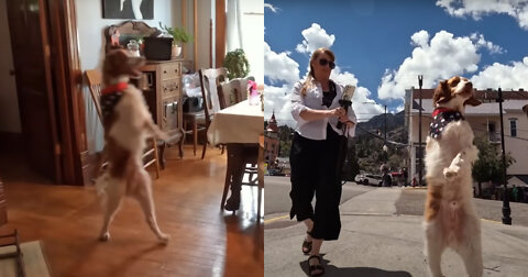 Bipedal Dog Inspires Community: ‘You Bring Joy to My Day’