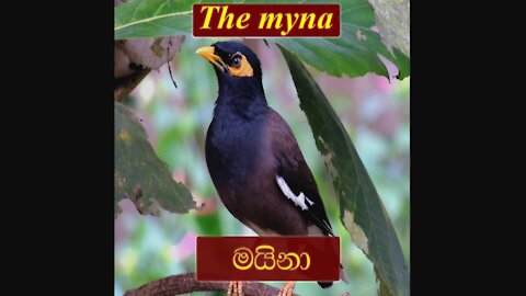 The Myna Bird | Jungle and Hill Mynas