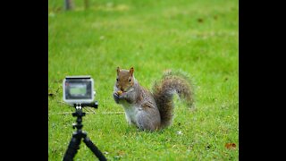 Hungry cute squirrel eats peanuts in a park - GoPro funny and close up encounter