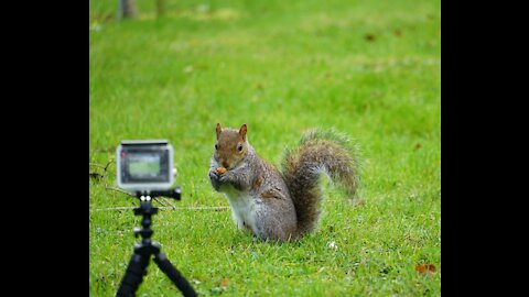 Hungry cute squirrel eats peanuts in a park - GoPro funny and close up encounter