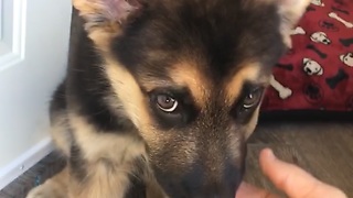 Newborn puppy see's human for the FIRST TIME!!