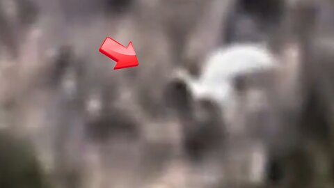 Pegasus going into the woods! is it real? [Conspiracy]